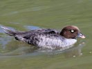 Barrow's Goldeneye (WWT Slimbridge May 2015) - pic by Nigel Key